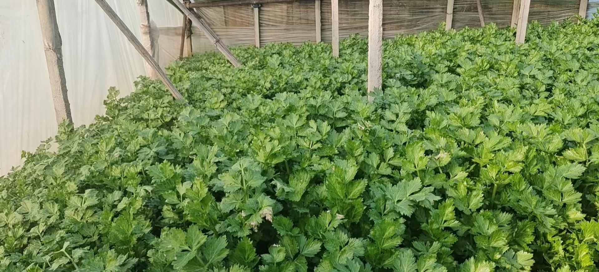 香芹与西芹外观对比图