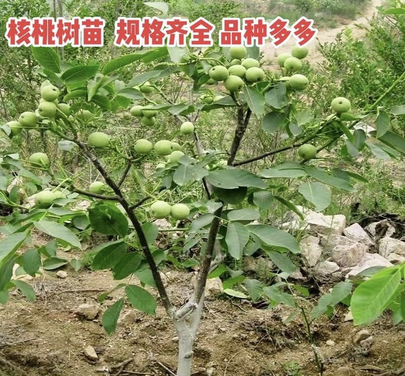 【核桃树苗】核桃树苗，基地直发大量有货，量大从优