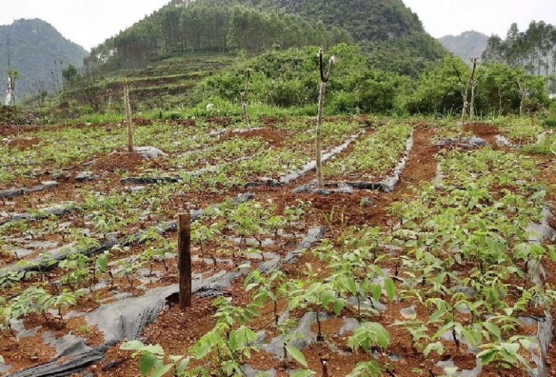 【核桃树苗】核桃树苗，基地直发大量有货，量大从优