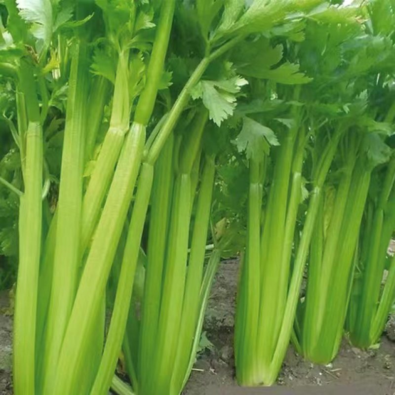 超优选芹菜