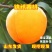 锦绣黄桃蜜香黄桃黄金桃4号5号皇冠黄金后甜黄金现挖现发