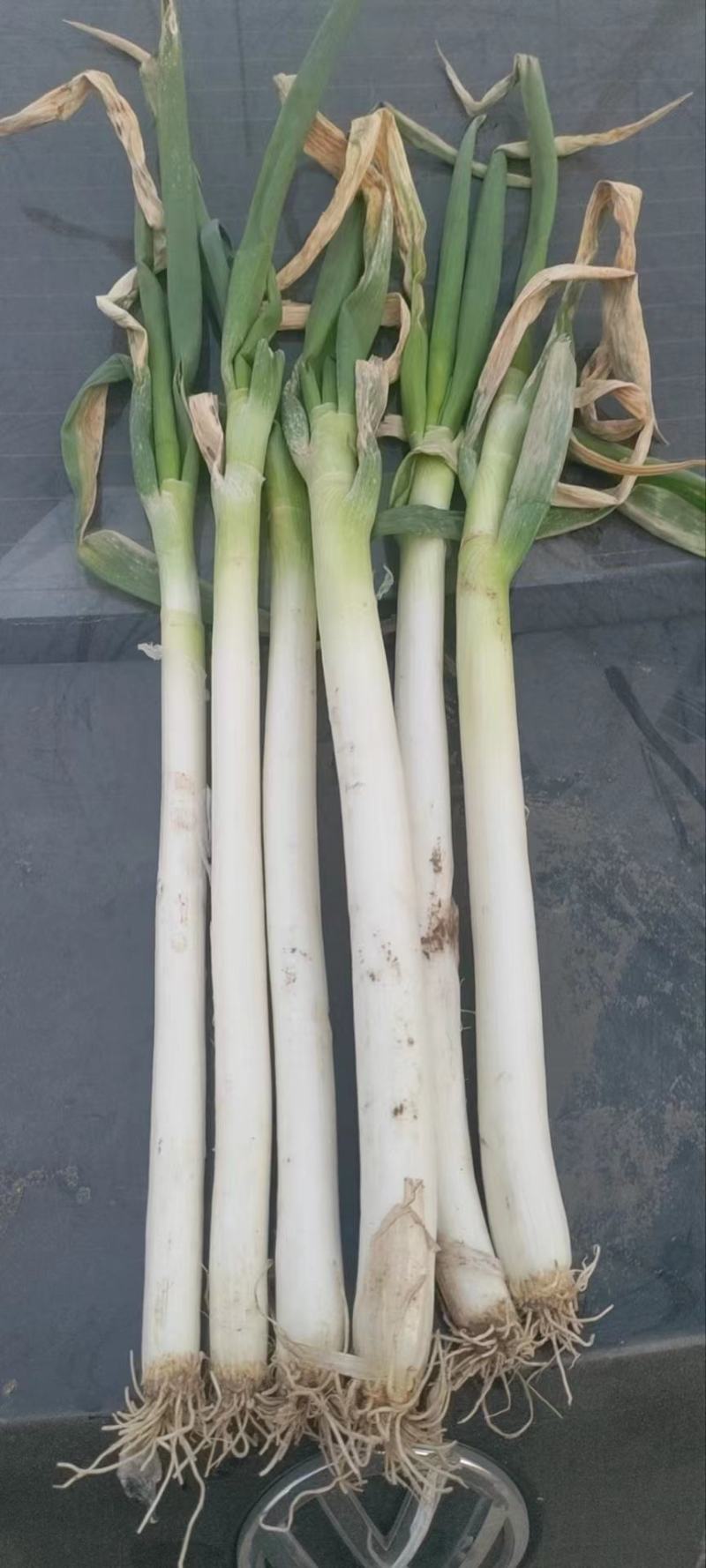 铁杆大葱大量出货中，粗细分捡，一条龙服务发往各大市场商超