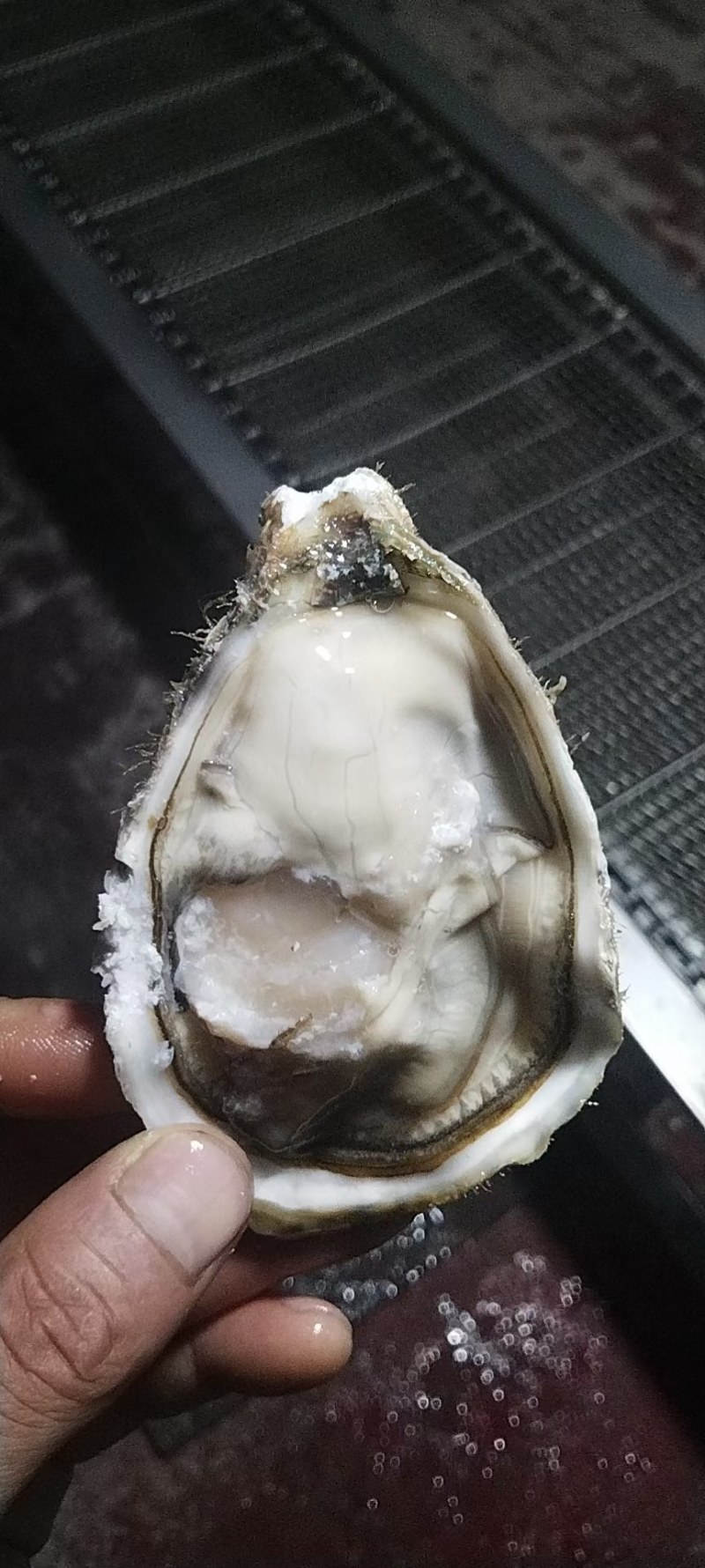 竹蛏子