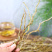 云南铁皮石斛干条