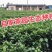 一斤包邮一斤也是批发价英德红茶英红九号春茶