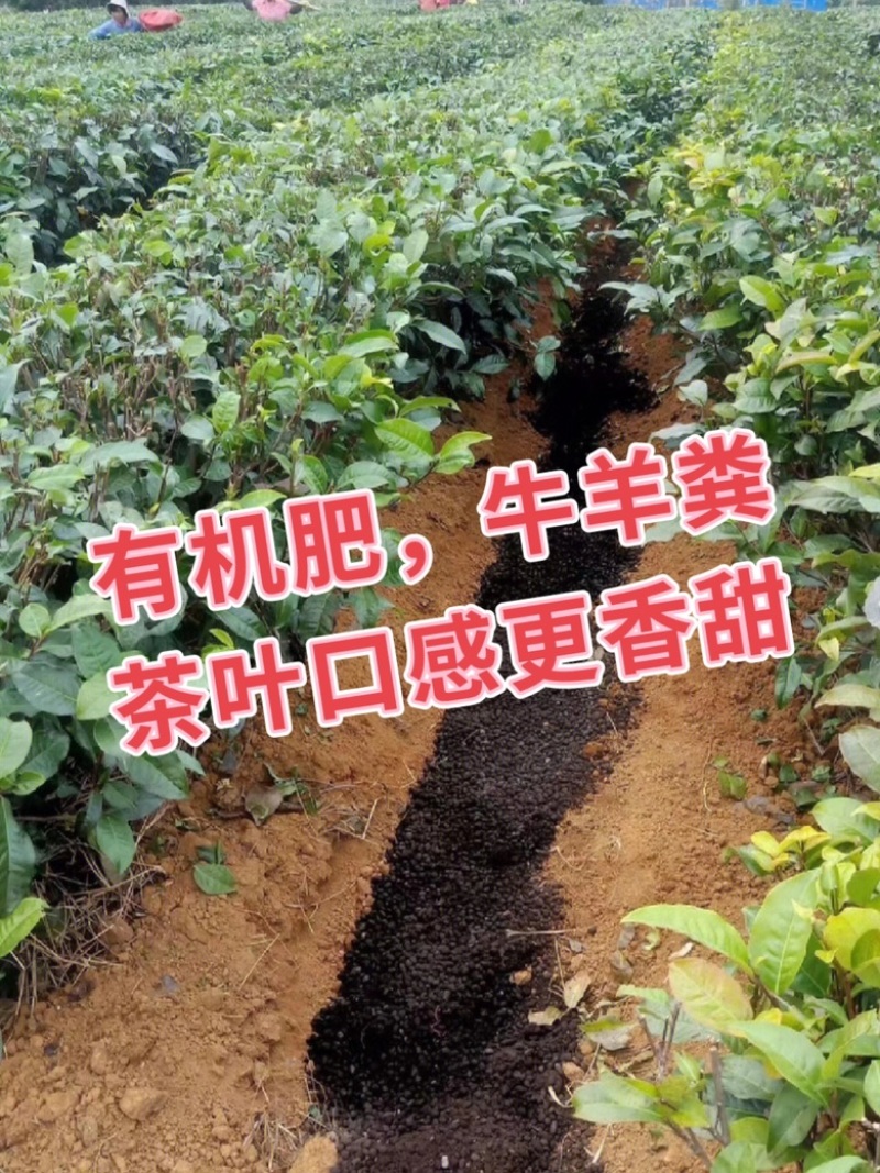 英德红茶英红九号性价比红茶1959英红九号秋茶