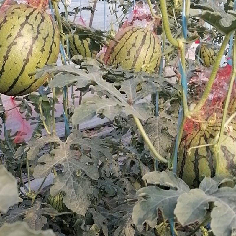 陕西蒲城吊兰西瓜，938品种规格齐全，头茬瓜产地现货现发
