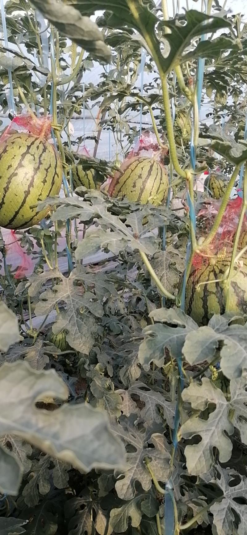 陕西蒲城吊兰西瓜，938品种规格齐全，头茬瓜产地现货现发
