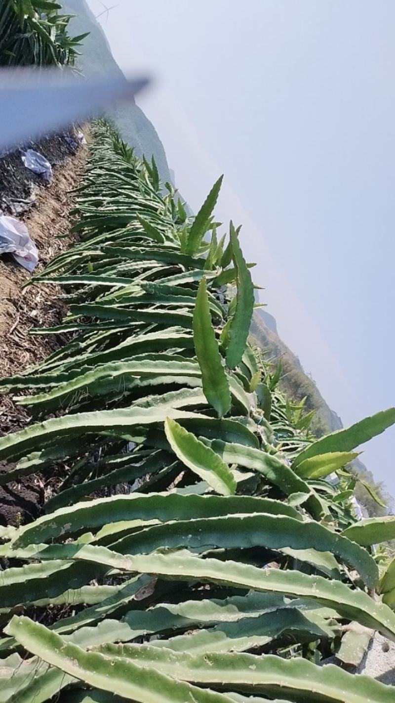 新品种红心火龙果苗
