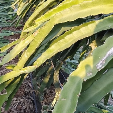 新品种红心火龙果苗