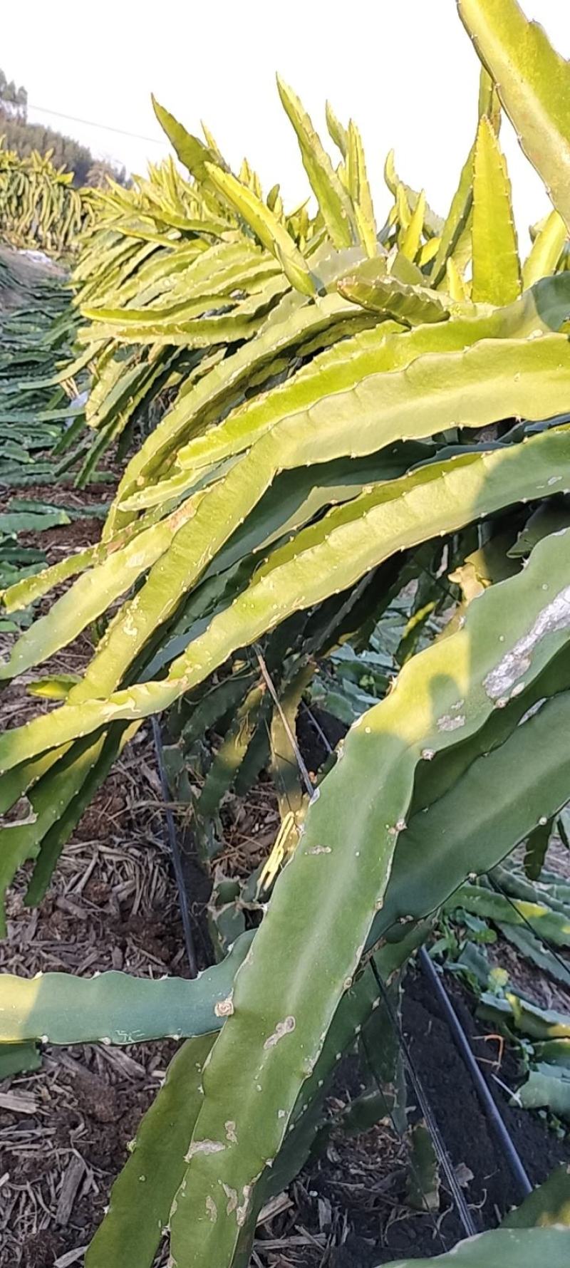 新品种红心火龙果苗