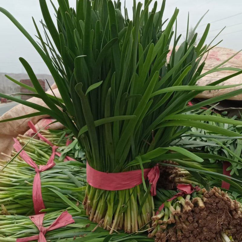 本地韭菜已上量诚寻各地客户收售合作诚信代收代发