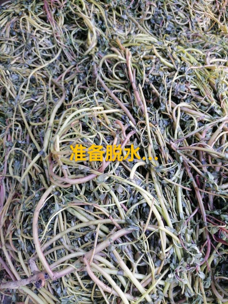 水煮马齿苋