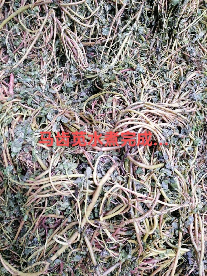 水煮马齿苋