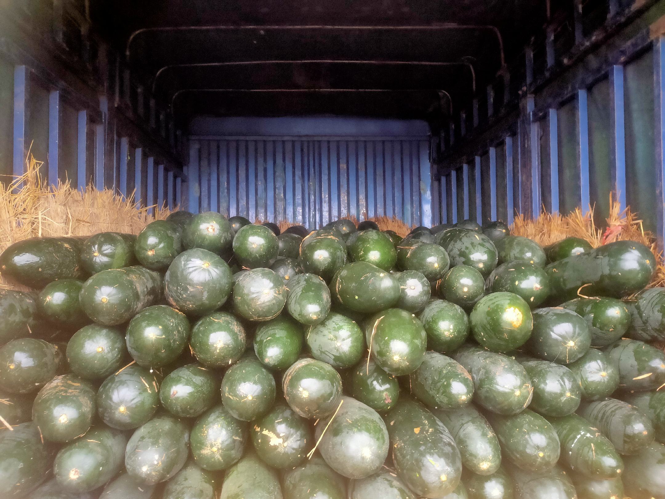 冬瓜与苦瓜在菜市场摊位陈列实景