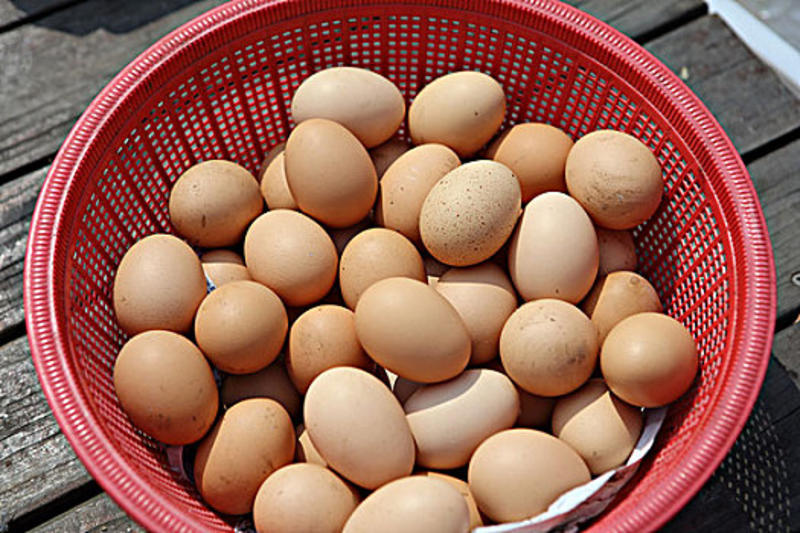 南平市本地鸡蛋，日供货量2万斤。