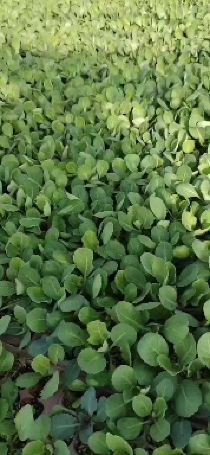 甘蓝苗！卷心菜苗！包头菜苗！约冬！早春！可提前预订！量大