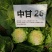 甘蓝苗！卷心菜苗！包头菜苗！约冬！早春！可提前预订！量大