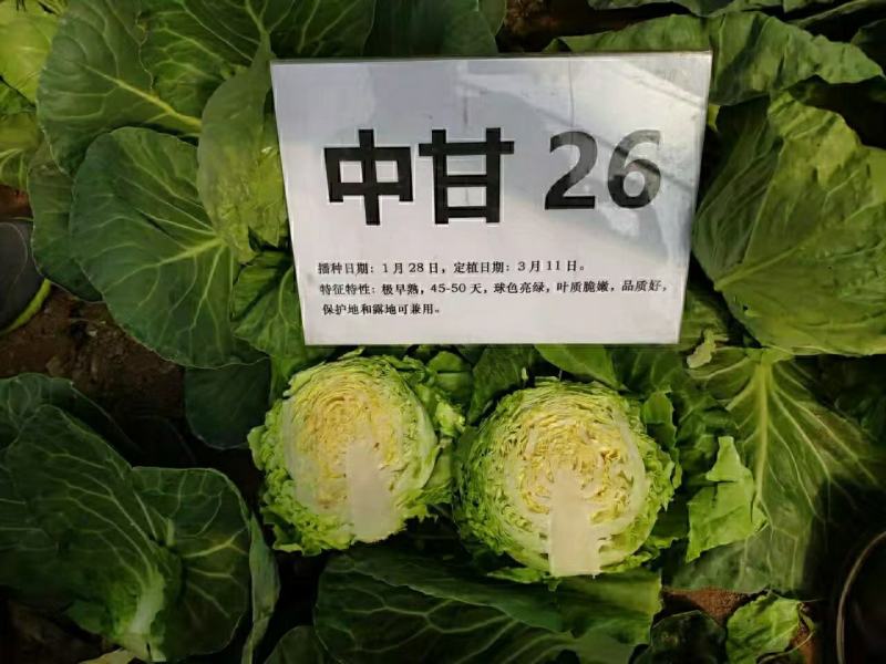 甘蓝苗！卷心菜苗！包头菜苗！约冬！早春！可提前预订！量大