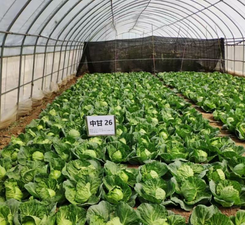 甘蓝苗！卷心菜苗！包头菜苗！约冬！早春！可提前预订！量大