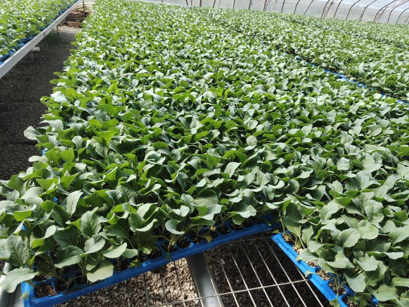 甘蓝苗！卷心菜苗！包头菜苗！约冬！早春！可提前预订！量大