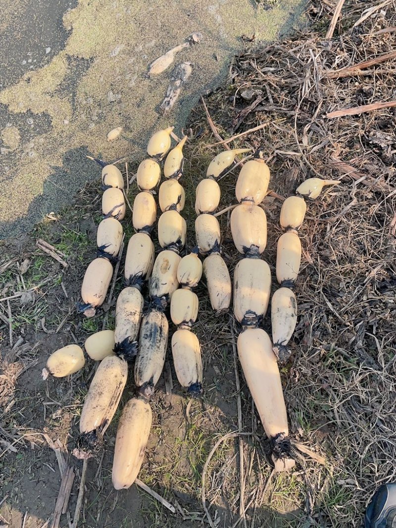 宿迁莲藕鄂莲系列藕种大量上市中产地发货，品质保障