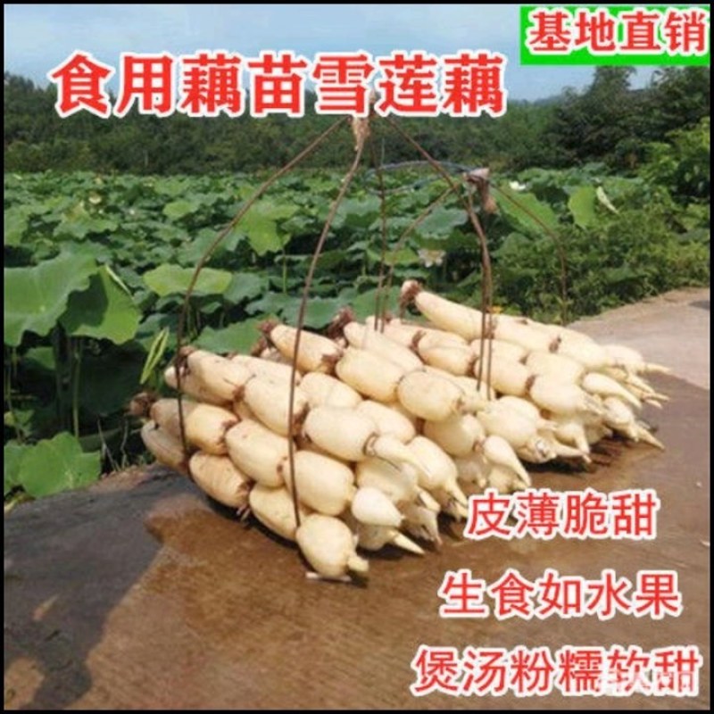 精品大地红