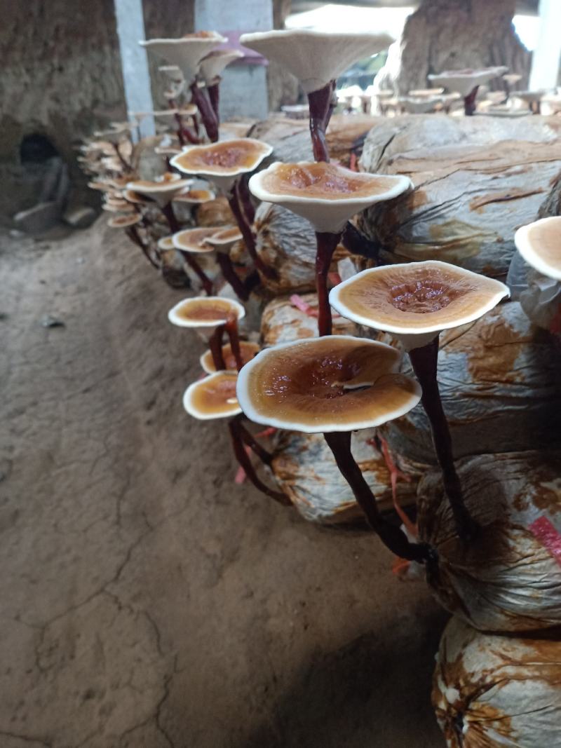 灵芝菌包