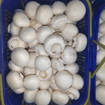 甘肃双孢菇源头