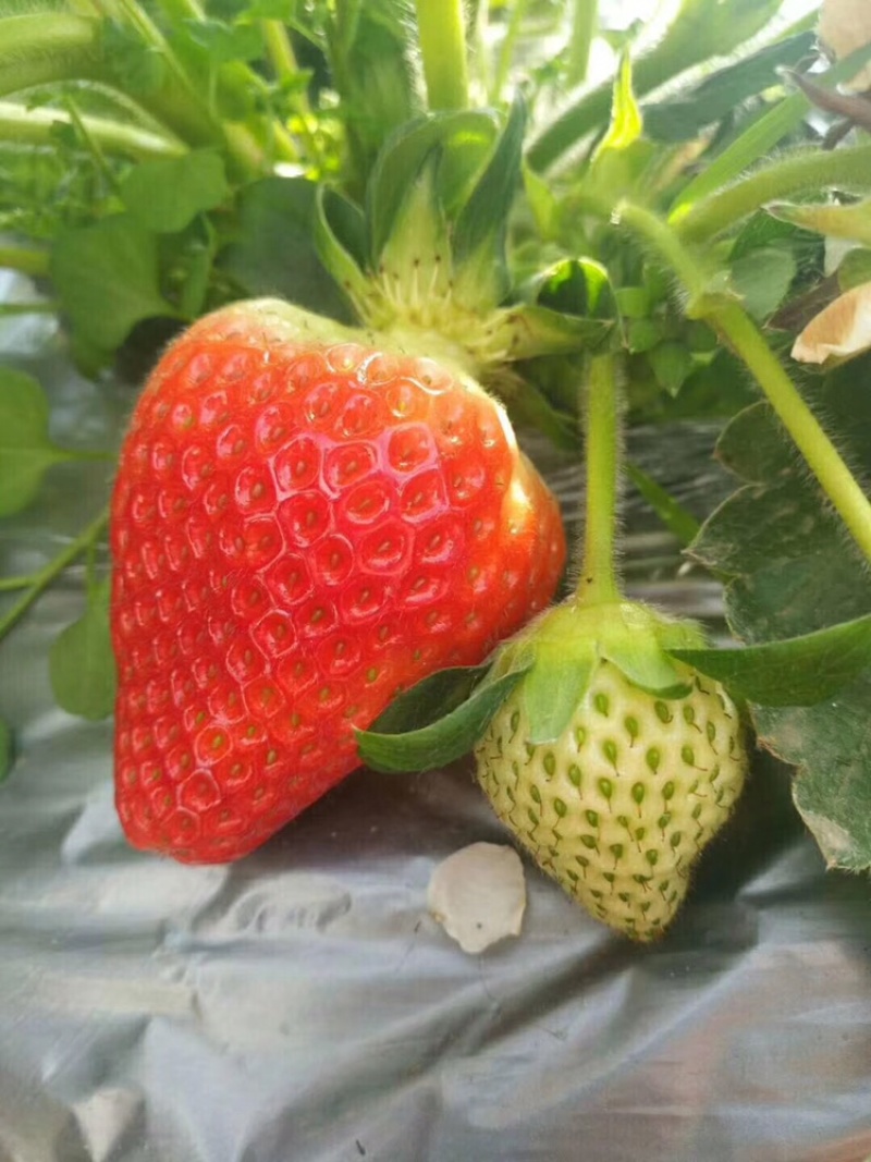 大叶红颜草莓苗，粉玉母苗，无任何病害，品质好，穴盘基质