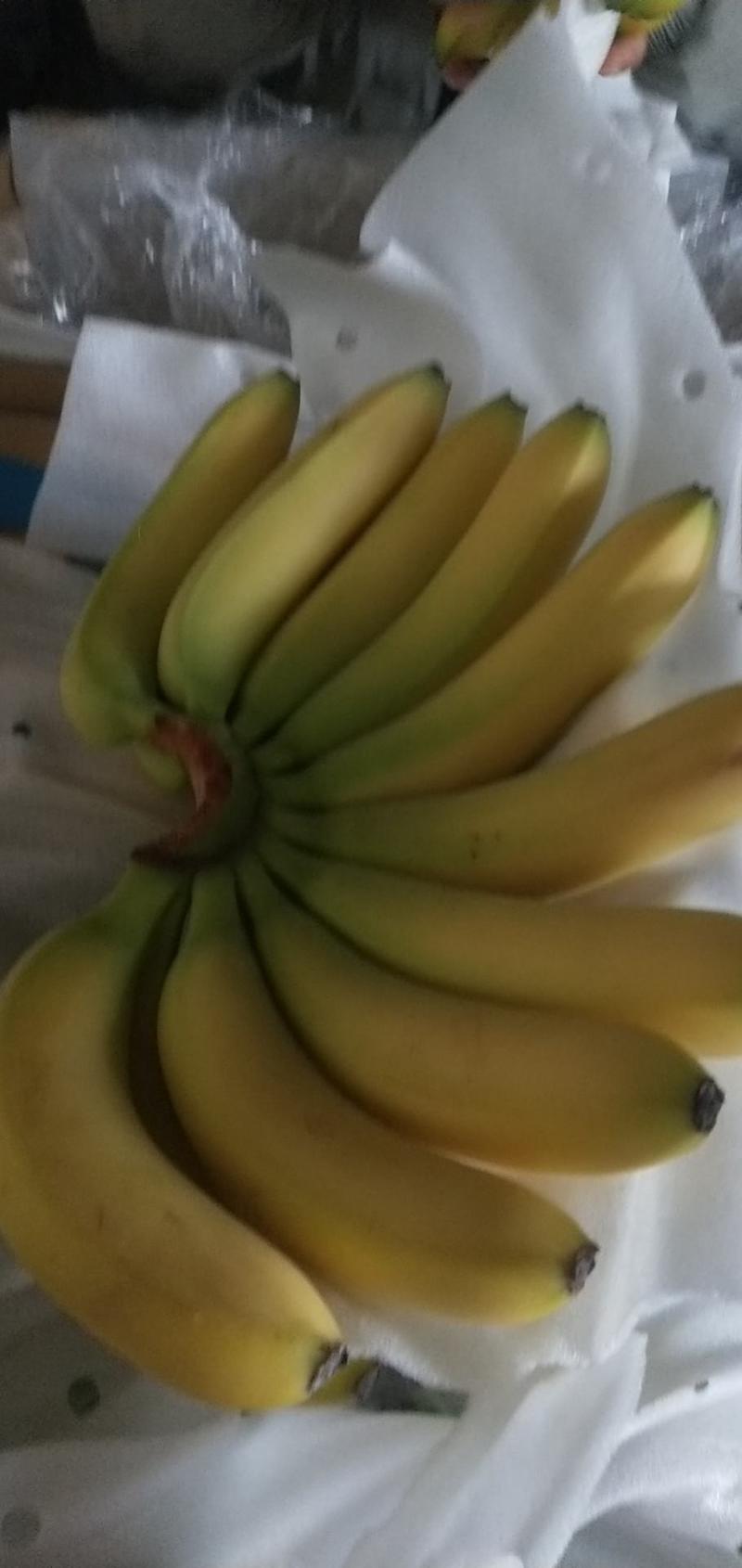 香蕉大量供货