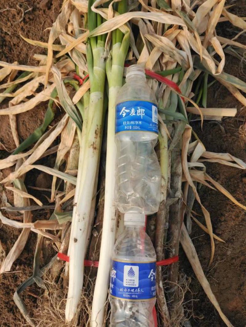 大葱大量供货