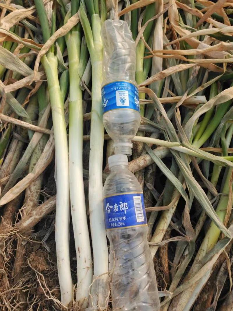 大葱大量供货