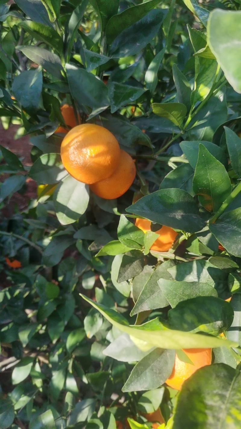 沃柑销售中