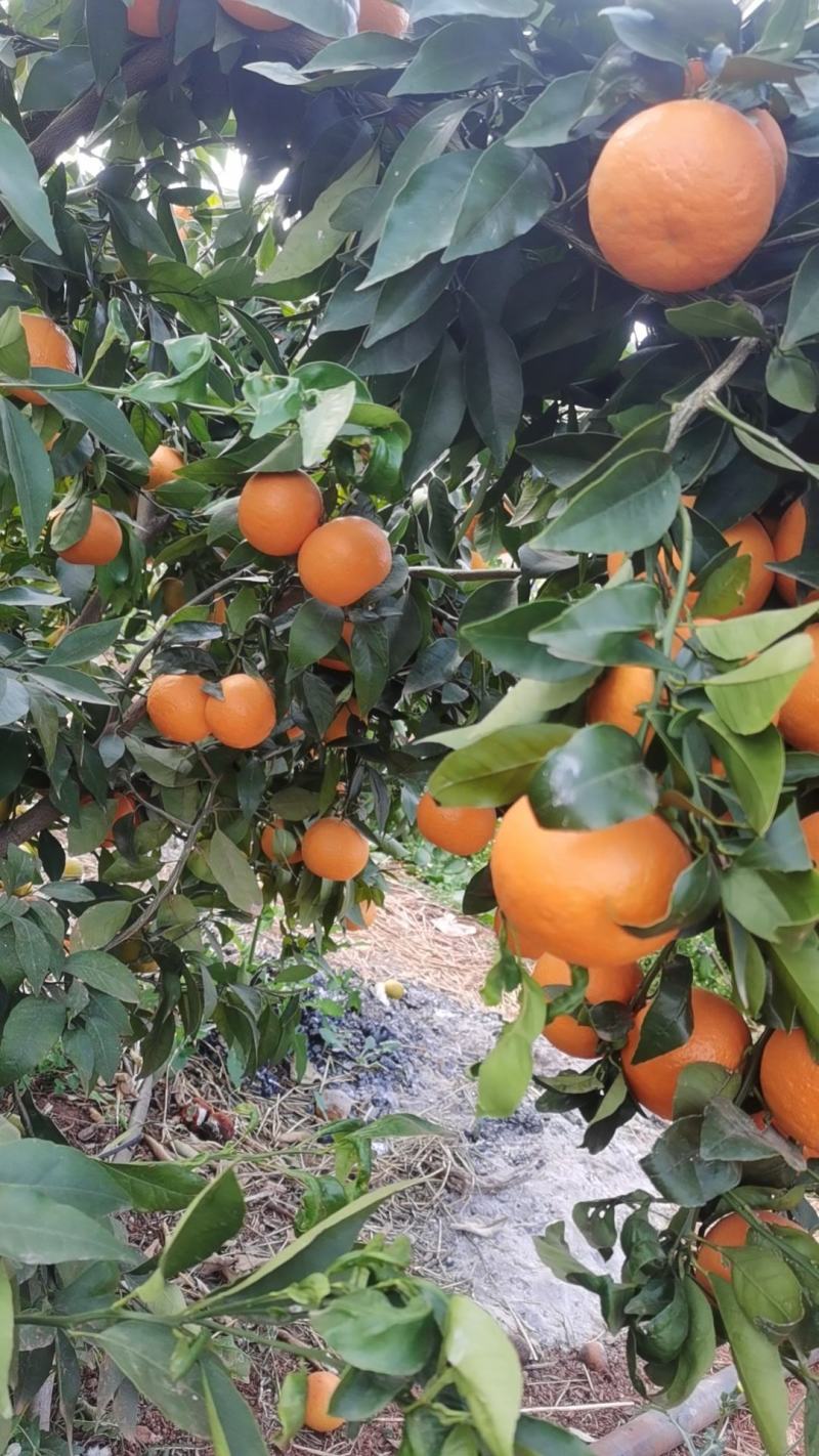 沃柑销售中