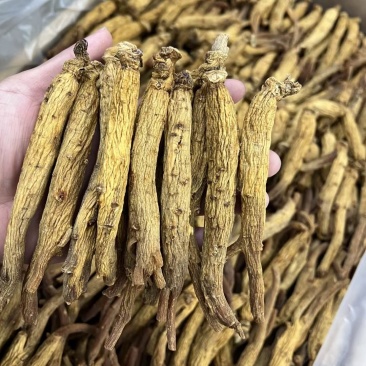 高丽参原条切开非常靓纹！菊花纹，芦头大，纹路纵深，足干货