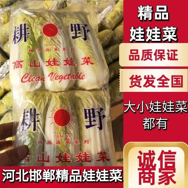 河北邯郸精品娃娃菜产地直发大小娃娃菜都有