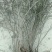【有好货】大山里自然生长的迎春花，无人工培育纯野生产地直供