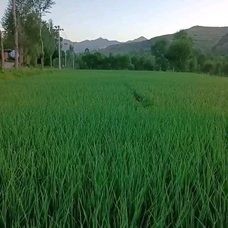 精品蒜苗