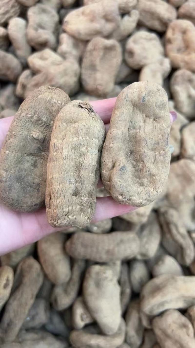 乌红天麻特级昭通小草坝无硫香甜糯