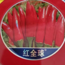 辣椒种子，朝天椒红全球，大果，高辣早熟。详细介绍请看包装