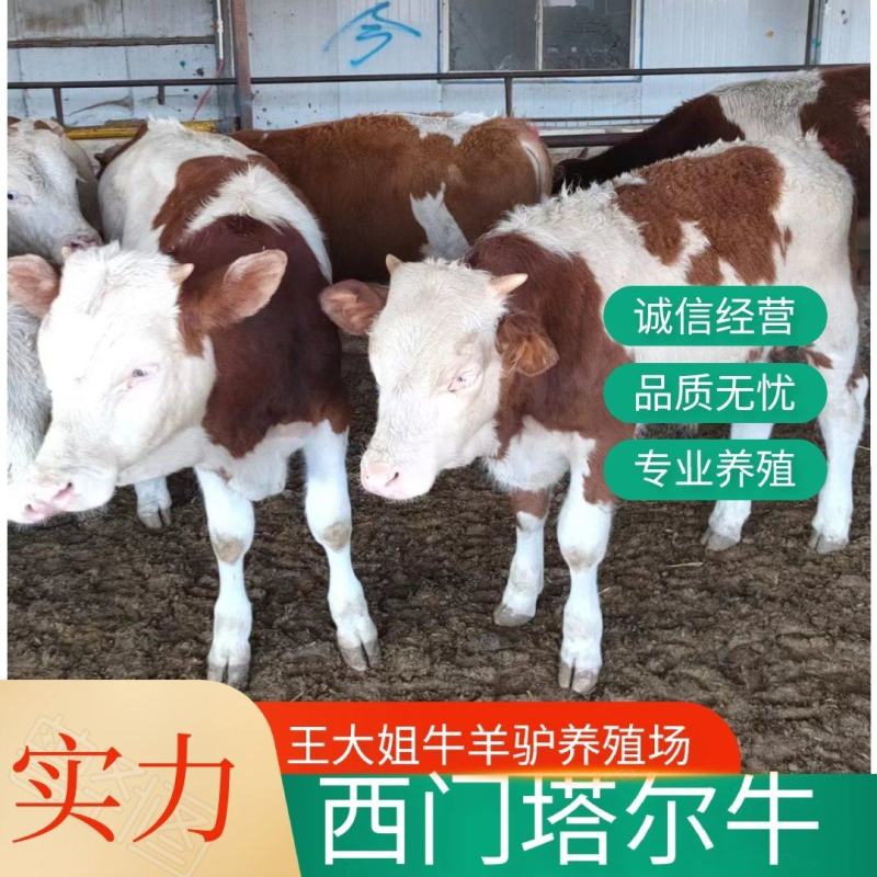 【热卖】山东西门塔尔牛犊活牛对接养殖户包邮赠送铡草机手续齐全