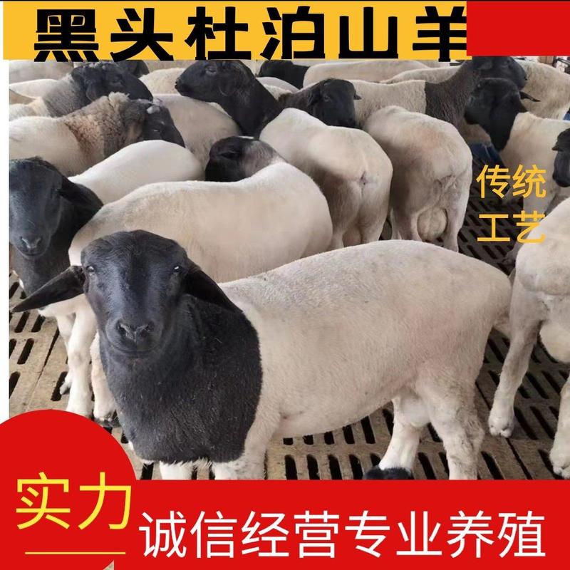 【实力】黑头杜泊繁殖大母羊，两只以上包发货。