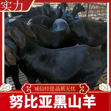 肉羊努比亚黑羊努比亚怀孕母羊羔羊对接养殖户包回收送铡草机