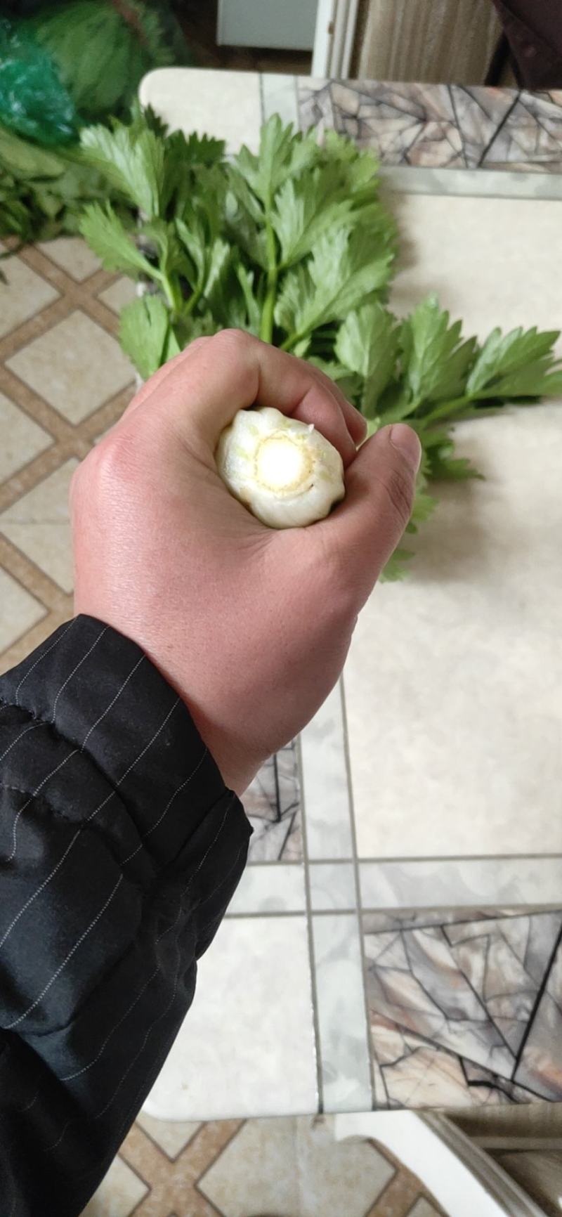 芹菜暖棚杆亮60cm以上量大质优产地直发