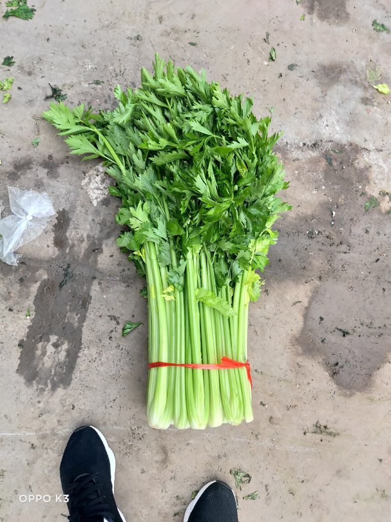芹菜暖棚杆亮60cm以上量大质优产地直发