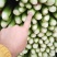 芹菜暖棚杆亮60cm以上量大质优产地直发