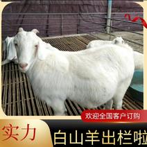 白山羊是优质山羊品种，一窝生三四个，抗严寒耐高温，
