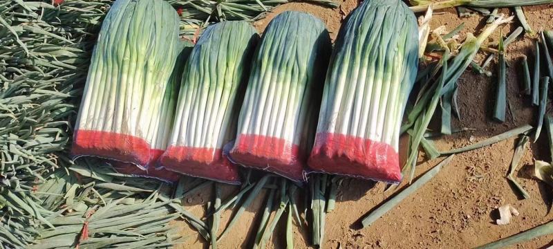 河北长白大葱毛葱产地发货品质保证诚信经营欢迎联系