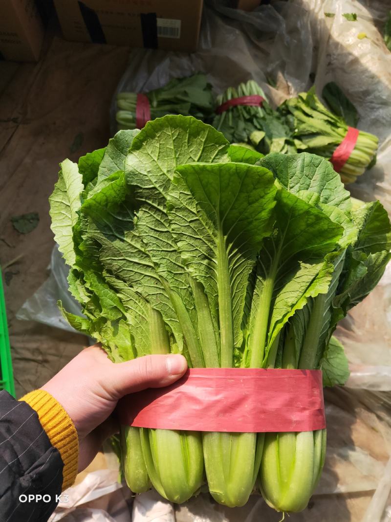 小白菜20~30cm产地直发量大质优商超供应品质